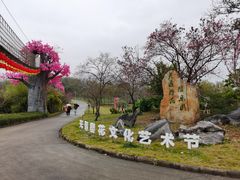 -天适樱花悠乐园