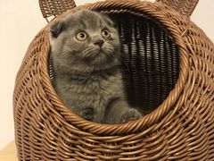 -喵zoo家庭繁育猫舍(尖东智能花园店)