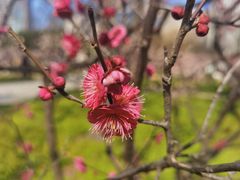 -新虹桥中心花园