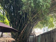 -陶享时光西餐·下午茶·竹林花园(新城店)