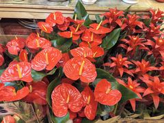 -双季花艺园艺市场(浦东店)
