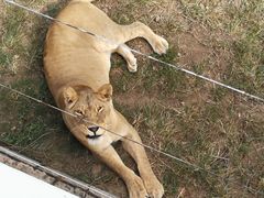 -西霞口神雕山野生动物世界