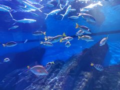 -海合安武汉极地海洋公园
