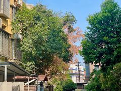 -溪岸路花鸟市场