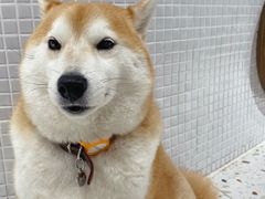 -柴务处·柴犬主题狗咖