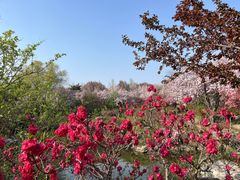 -石家庄市植物园
