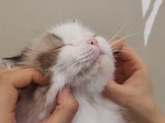 -猫域·湾主题猫咖·宠物吧(南坪城市广场店)