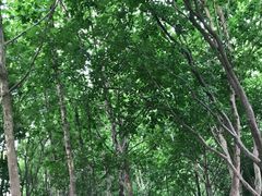 -太平河公园