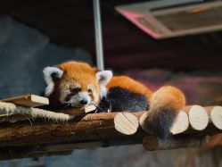 -Zoolung Zoolung动物主题公园(海信广场店)