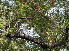 -孔雀湖生态旅游区