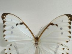 -上海昆虫博物馆