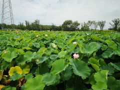 -梁鸿国家湿地公园