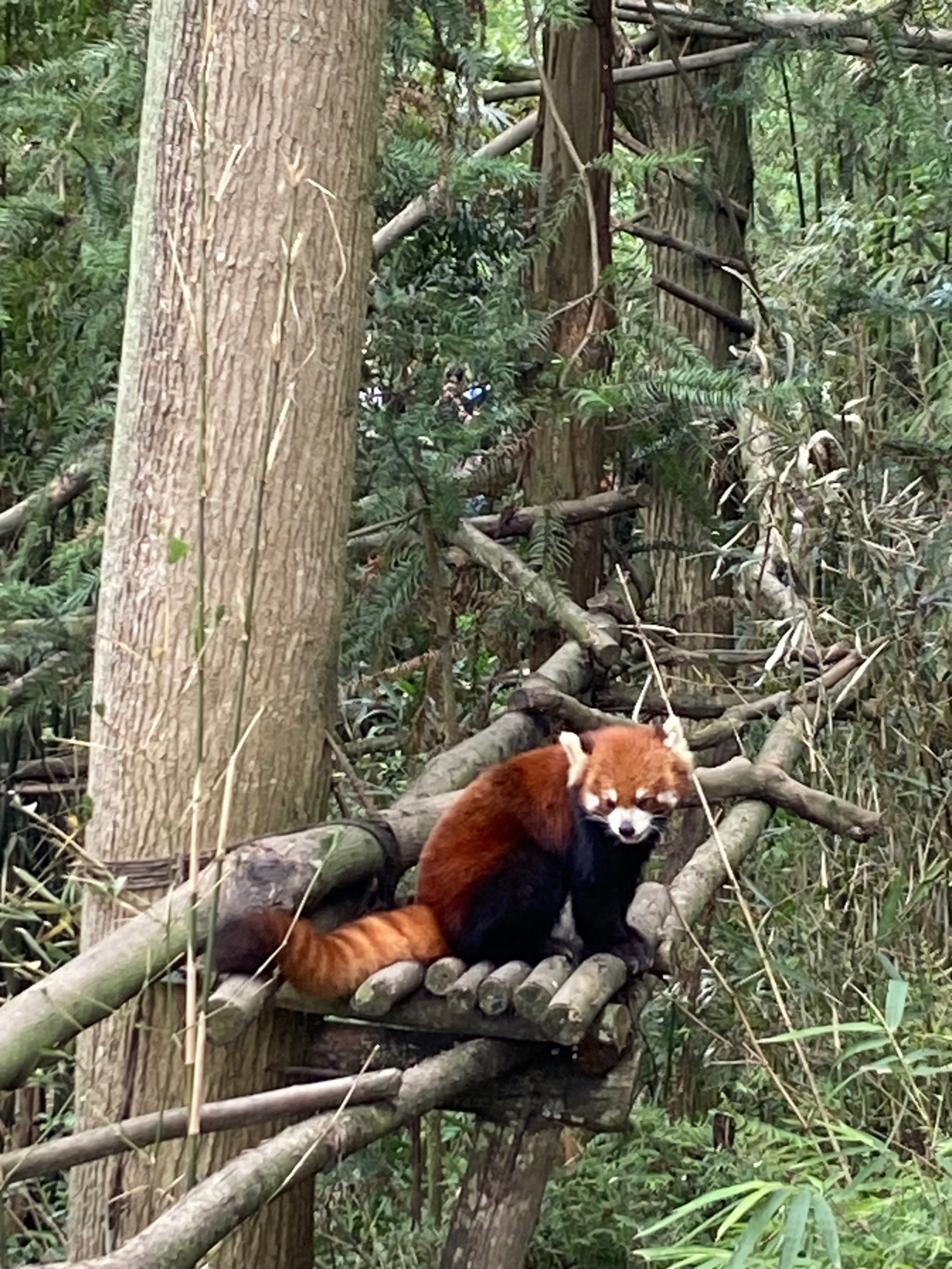 小熊猫大熊猫图片