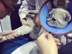 -瑞派长江宠物医院·猫科·外科·24小时夜护(谊城公寓分院)