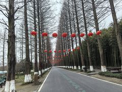 -黄海国家森林公园