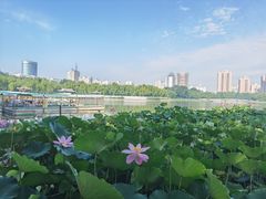 -莲花池公园