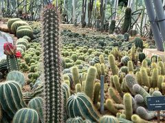 -深圳仙湖植物园