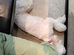 -百好乐宠物友好餐厅(朝外大街店)