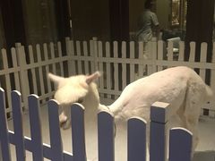 -舟山朱家尖威斯汀酒店·知味标帜自助餐厅