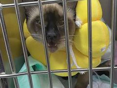 -瑞派福兴宠物医院犬猫全科·骨科·中西医结合(河东店)