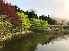 -嘉定紫藤园