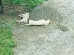 -大连森林动物园