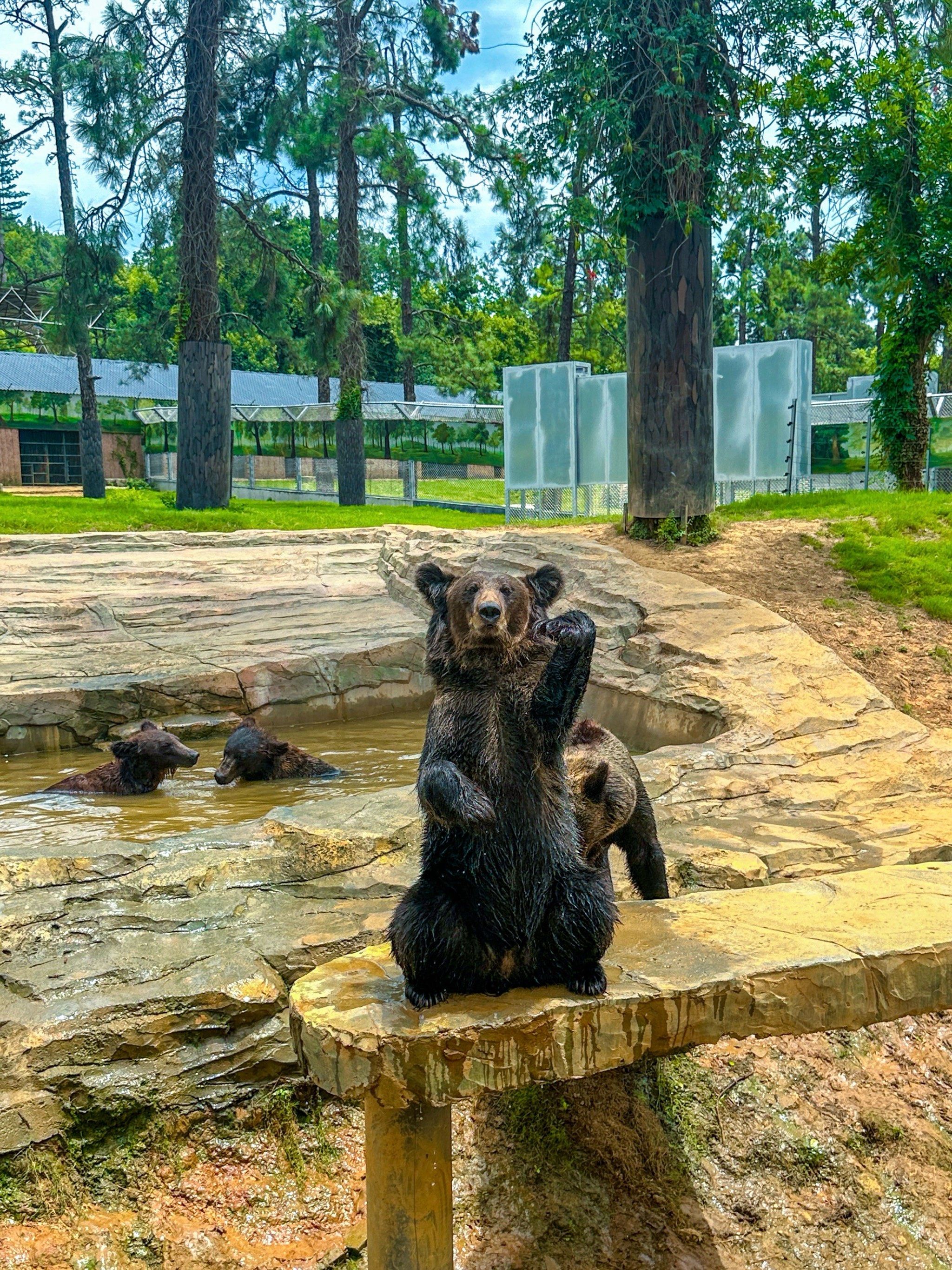 真的不建议直接去武汉九峰森林动物园