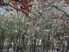 -石家庄市植物园