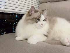 -momokira米努特·德文卷毛猫·棉花面纱犬