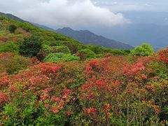 -大围山国家森林公园