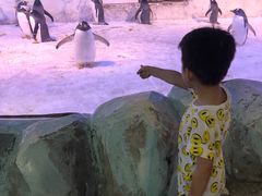 -芜湖新华联大白鲸海洋公园