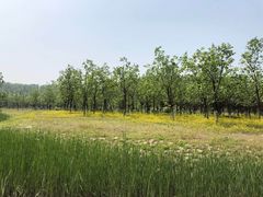 -东郊湿地公园
