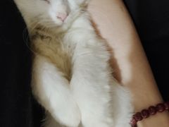 -楼上猫咖(罗湖店)