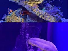 -海合安武汉极地海洋公园