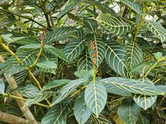 -中国科学院西双版纳热带植物园