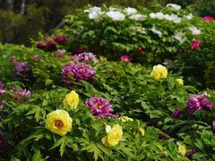 -莲花池公园