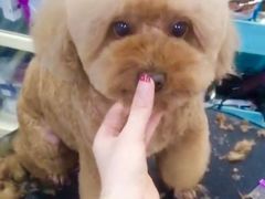 -多卡布奇宠物生活馆(上林世家店)