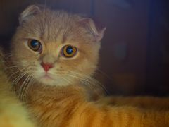 猫-大傻-咖法森林·咖啡  酒吧(天河店)