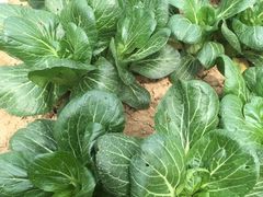 -天目湖刘老四农庄