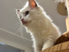 -楼上猫咖(罗湖店)