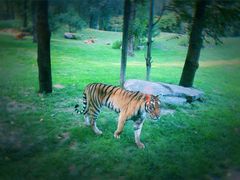 -北京野生动物园