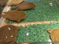 景观位-洪湘记川湘·甲鱼馆(四海凯悦美食广场店)