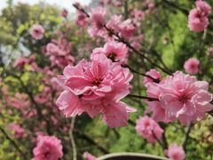 -南汇桃花村