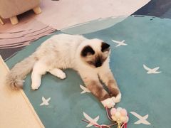 -猫在这儿猫咪咖啡馆·撸猫馆
