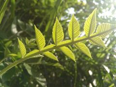 -界山达坂
