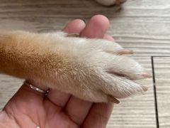 -柴犬高等学院·狗咖·柴犬售卖·宠物训练