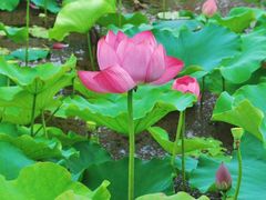 -荷塘月色湿地公园·向阳花洲