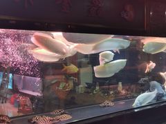 -中环花鸟鱼虫市场