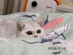 -东方名猫馆·英短金渐层布偶猫舍(环线广场1号楼店)