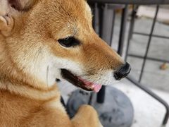 -柴犬高等学院·狗咖·柴犬售卖·宠物训练